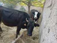 Cow, Cattle — photo 2
