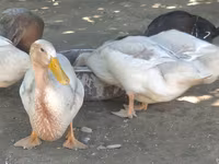 Ռուան — լուսանկար 3