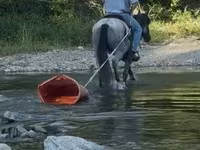 Айғыр, Quarter Horse — 5-сурет