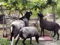 Ոչխար, Romanov sheep — լուսանկար 1