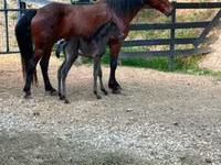 فرس, Rocky Mountain Horse — الصورة 8