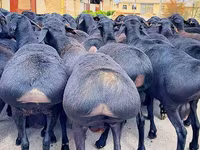 Խոյ, Baerchuke sheep — լուսանկար 2