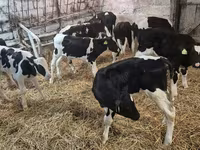 ثور, Simmental cattle — الصورة 1