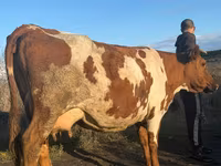 Vaca, Simmental cattle — foto 5