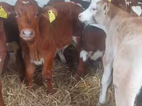 Ցուլ, Simmental cattle — լուսանկար 2