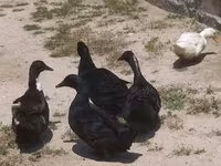 ألابيو — الصورة 2