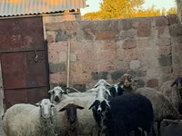 Ոչխար, Ոչխարներ — լուսանկար 2