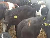 أبقار (دفعة، الجنس غير محدد), Simmental cattle — الصورة 2