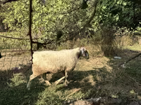 Ոչխար, Ոչխարներ — լուսանկար 1