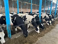 Կով, Russian Black pied cattle — լուսանկար 1
