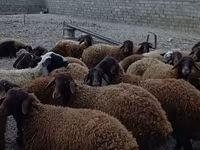 Ram, Karakul sheep — photo 2
