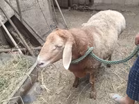 Խոյ, Ոչխարներ — լուսանկար 2