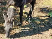 Ձի, Ձիեր — լուսանկար 3