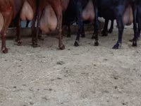 Էգ այծ, Murcia-Granada goats — լուսանկար 1