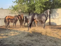 Ձի, Orlov Trotter — լուսանկար 1
