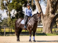母马, Percheron — 照片 7