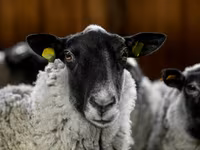 Қошқар, Romanov sheep — 4-сурет