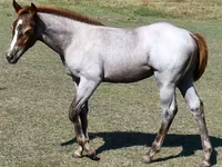 Yegua, Quarter Horse — foto 2