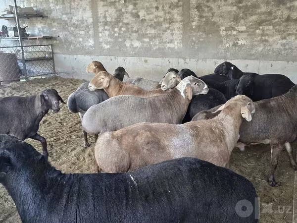Խոյ, Ոչխարներ