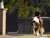 公马, Pinto horses — 照片 7