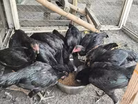Chickens — Foto 5