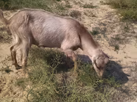 Bode, Cabras — foto 2