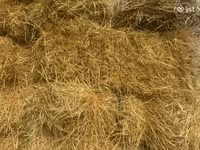 Գարու տուկեր սալոմ — լուսանկար 1