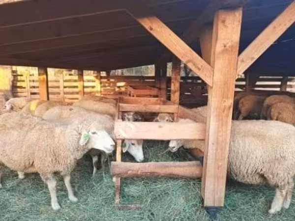 Ոչխարներ (խումբ, սեռը նշված չէ), Ոչխարներ