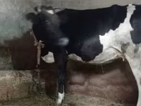 गाय, Russian Black pied cattle — फ़ोटो 2