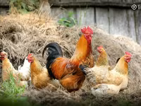 Chickens — լուսանկար 1