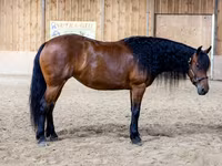 Էգ ձի, Friesian — լուսանկար 3
