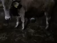 Ցուլ, Խոշոր եղջերավոր — լուսանկար 1