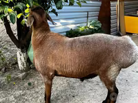 绵羊（批次，未指定性别）, Sheep — 照片 2