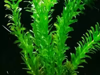 Էլոդեա Դենսա (Elodea densa) – 3 ճյուղ կենդանի ակվարիումային բույս — foto 3