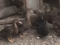 Ռուան — լուսանկար 7