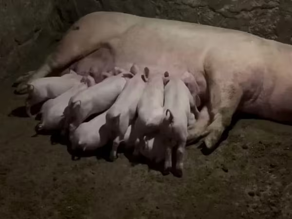 Boar, Ландрас