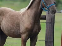 Айғыр, Black Sea breed — 3-сурет