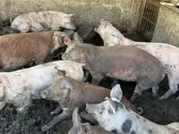 Säue, Schweine — Foto 3