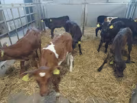 Cow, Simmental cattle — photo 2