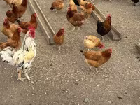 Chickens — photo 2