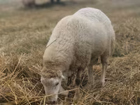 Widder, Bardhoka sheep — Foto 3