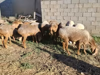 كبش, Hissar sheep — الصورة 3