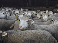 Ոչխար, Ile-de-France sheep — լուսանկար 3