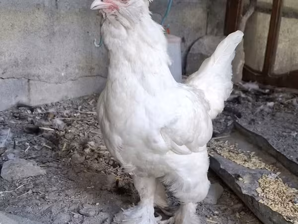 Сұлтан