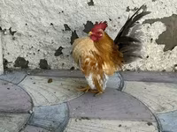 Chickens — լուսանկար 1