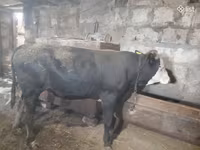 Bull, Russian Black pied cattle — photo 6