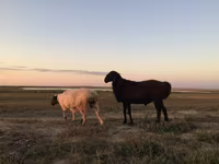 Carneiro, Ovelhas — foto 8