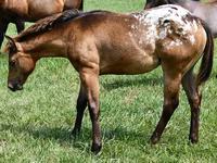 Égua, Appaloosa — foto 2