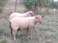 Ram, Rouge de l’Ouest sheep — photo 2