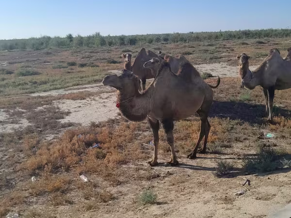 母骆驼, Kazakh Bactrian camel